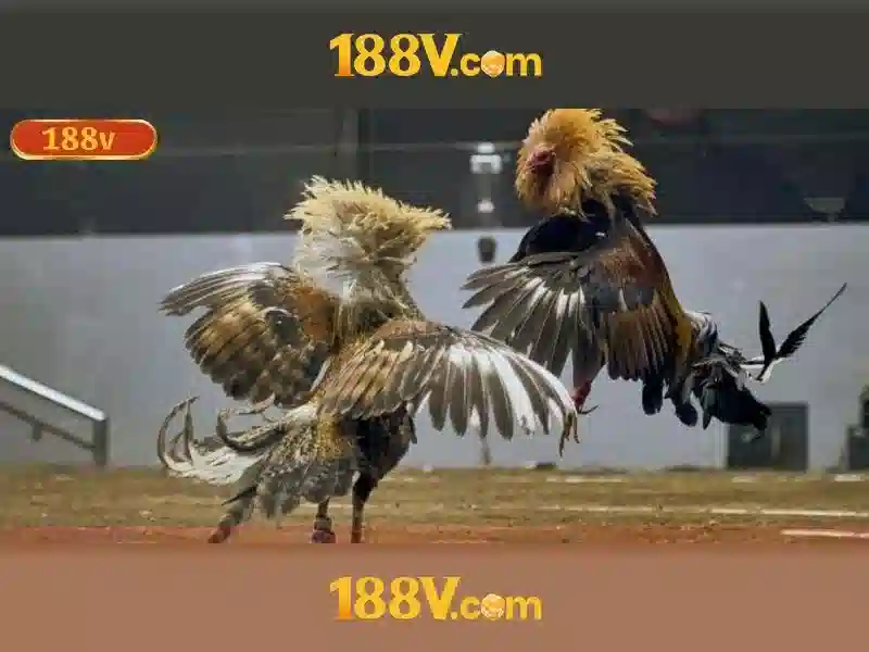 An toàn cá cược thể thao 188v